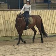 Anden særlig race Di'dande