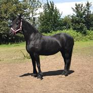 Frieser Willemientje v.d. lievendaal