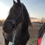 Frieser Willemientje v.d. lievendaal