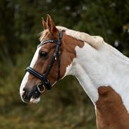 Pinto A.H. Counter Strike