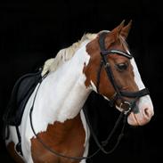 Pinto A.H. Counter Strike