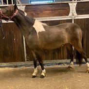 Amerikansk Miniature Godts Magic Flame Of Life