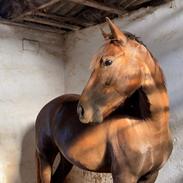 New Forest Bøgelys Vivaldi