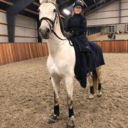 Anglo Araber (AA) Butterhill's mon-charmeur