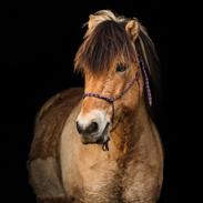 Anden særlig race Tobias