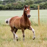 Welsh Cob (sec D) Adlais Dainamite Boom