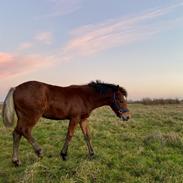 Welsh Cob (sec D) Adlais Dainamite Boom