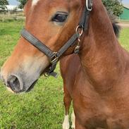 Welsh Cob (sec D) Adlais Dainamite Boom