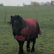 Anden særlig race Emil