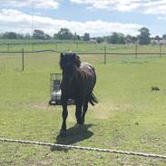 Anden særlig race Emil