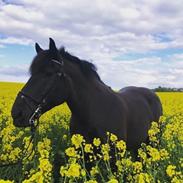 Anden særlig race Emil