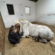 Connemara Macwilliam of cairnargat