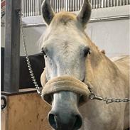 Connemara Macwilliam of cairnargat