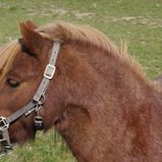 Shetlænder Egedals Rolf (Tidligere hest)