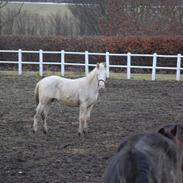 Anden særlig race Quiron Don Primero