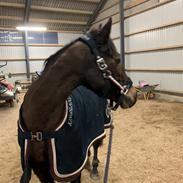 Irsk Sportspony Miss butterfly 