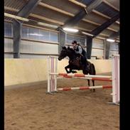 Irsk Sportspony Miss butterfly 