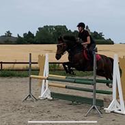 Irsk Sportspony Miss butterfly 