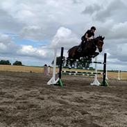 Irsk Sportspony Miss butterfly 