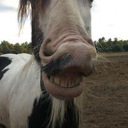 Irish Cob Peter Tullamore 