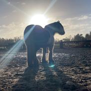 Irish Cob Peter Tullamore 