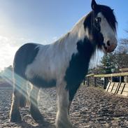 Irish Cob Peter Tullamore 