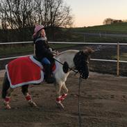 Pinto Dixie ( RIP d 23/2-24)