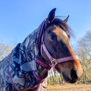 Welsh Pony af Cob-type (sec C) Fronarth capella