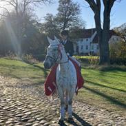 Anden særlig race Xander