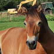 Gotlandsruss Enar aka. Bette (Himmelhest)