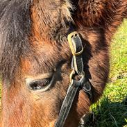 Gotlandsruss Enar aka. Bette (Himmelhest)