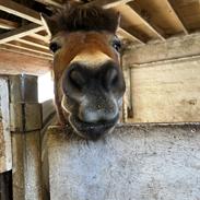 Gotlandsruss Enar aka. Bette (Himmelhest)