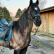 Welsh Pony af Cob-type (sec C) Llwynhywel Black Flyer