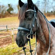 Welsh Pony af Cob-type (sec C) Llwynhywel Black Flyer *Himmelhest*