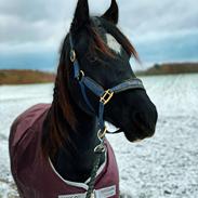 Welsh Pony af Cob-type (sec C) Llwynhywel Black Flyer