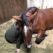 Anden særlig race Sokhøjs boreas (High Tower) RIP <3