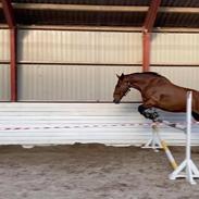 Anden særlig race Sokhøjs boreas (High Tower) RIP <3