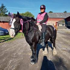 Irish Cob Colorstables flash