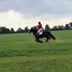 Irish Cob Colorstables flash