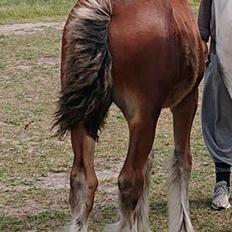 Drumhorse Borndrums Eccaira (Kaj)