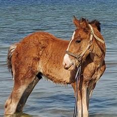 Drumhorse Borndrums Eccaira (Kaj)