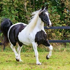 Barockpinto Madiána fan de deen