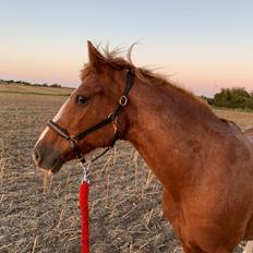 Anden særlig race Tarzan