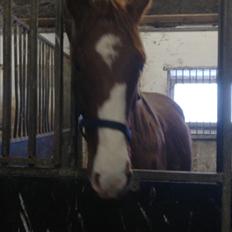 Dansk Varmblod Quality lightfoot