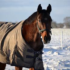 Dansk Varmblod Godthaabs dante