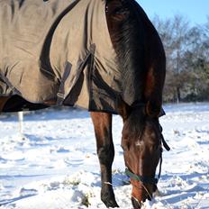 Dansk Varmblod Godthaabs dante