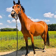 DSP Bakkegaardens Atlantic (Ally) 