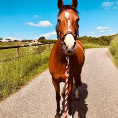 DSP Bakkegaardens Atlantic (Ally) 