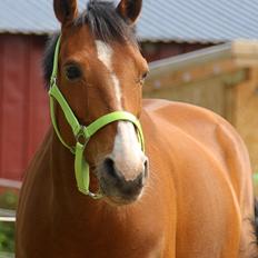 DSP Bakkegaardens Atlantic (Ally) 