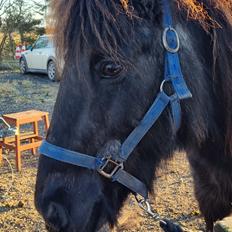 Islænder Gletting fra Sønderholm SOLGT